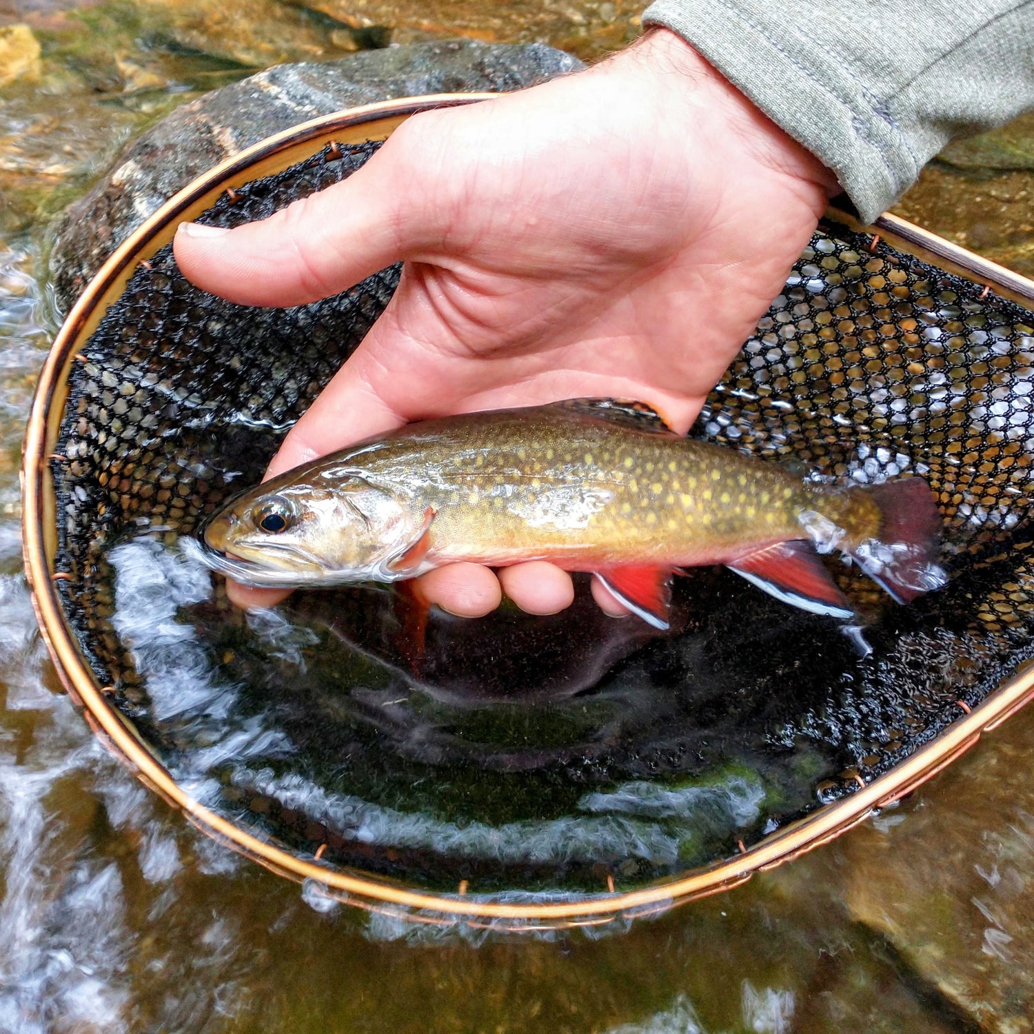 Hellbender Nets